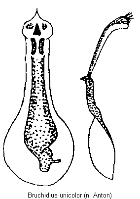 bruchidius_unicolor.gif