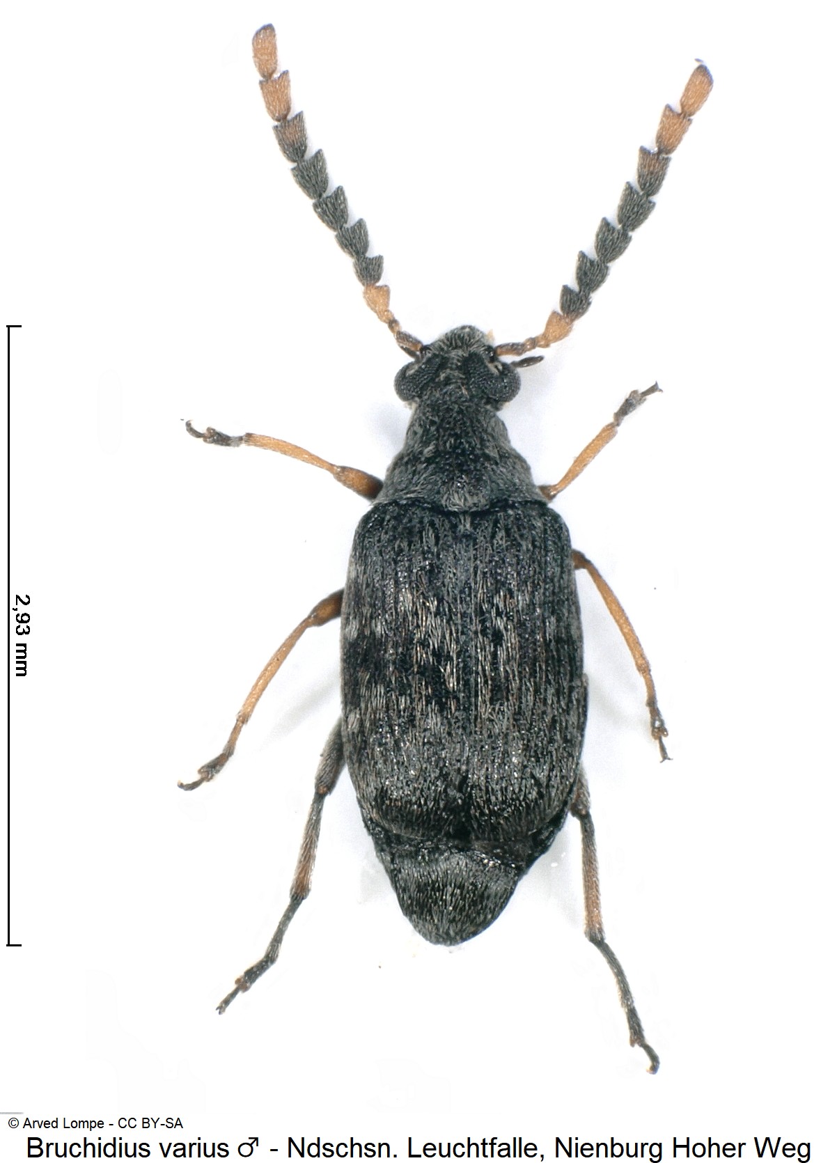 bruchidius_varius_m_ck36102349_hab.jpg