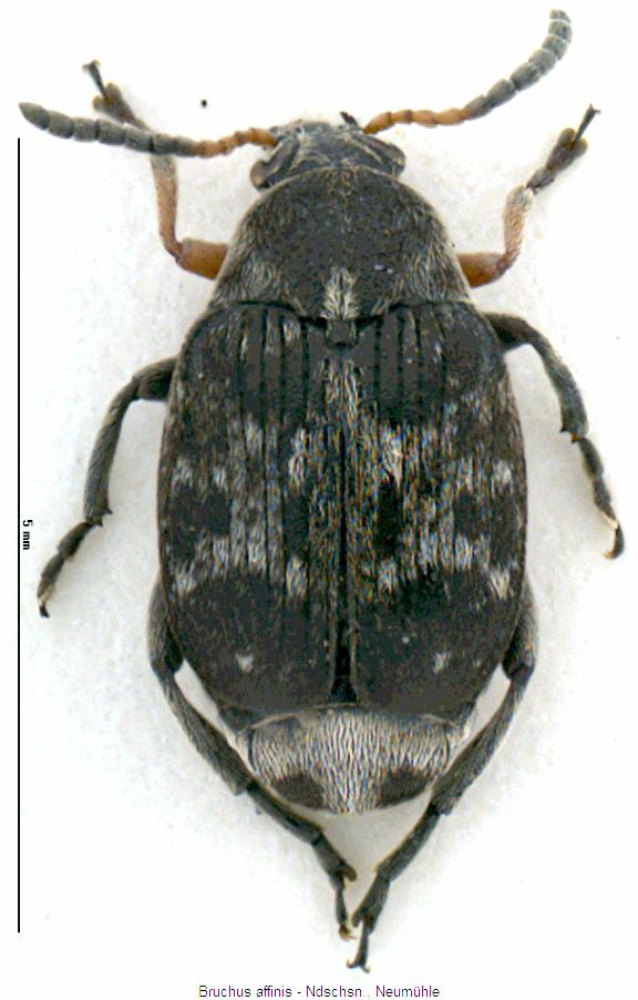 bruchus_affinis_hab.jpg
