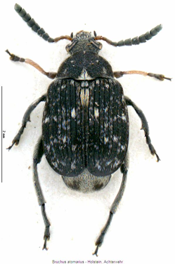bruchus_atomarius_hab.jpg
