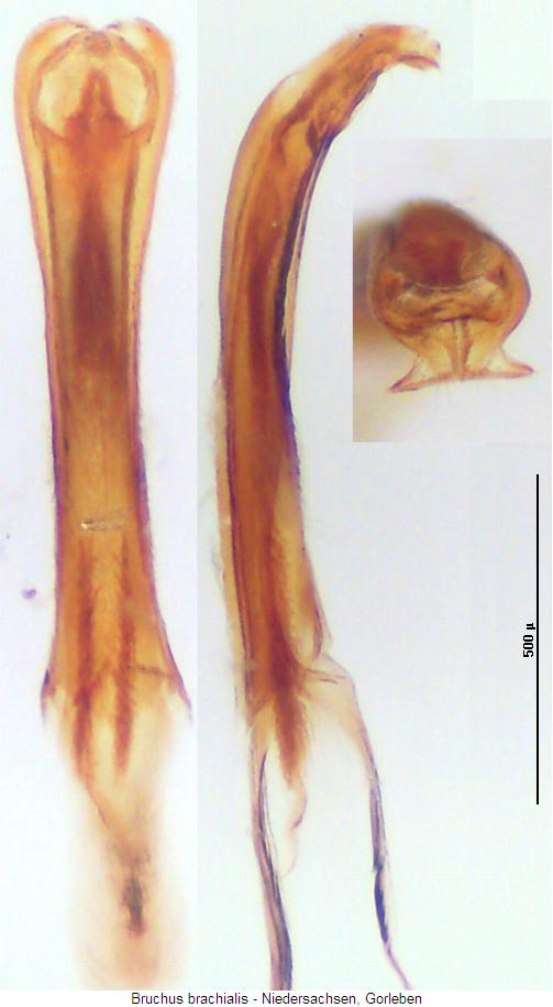 bruchus_brachialis.jpg