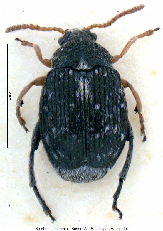 bruchus_luteicornis_hab.jpg