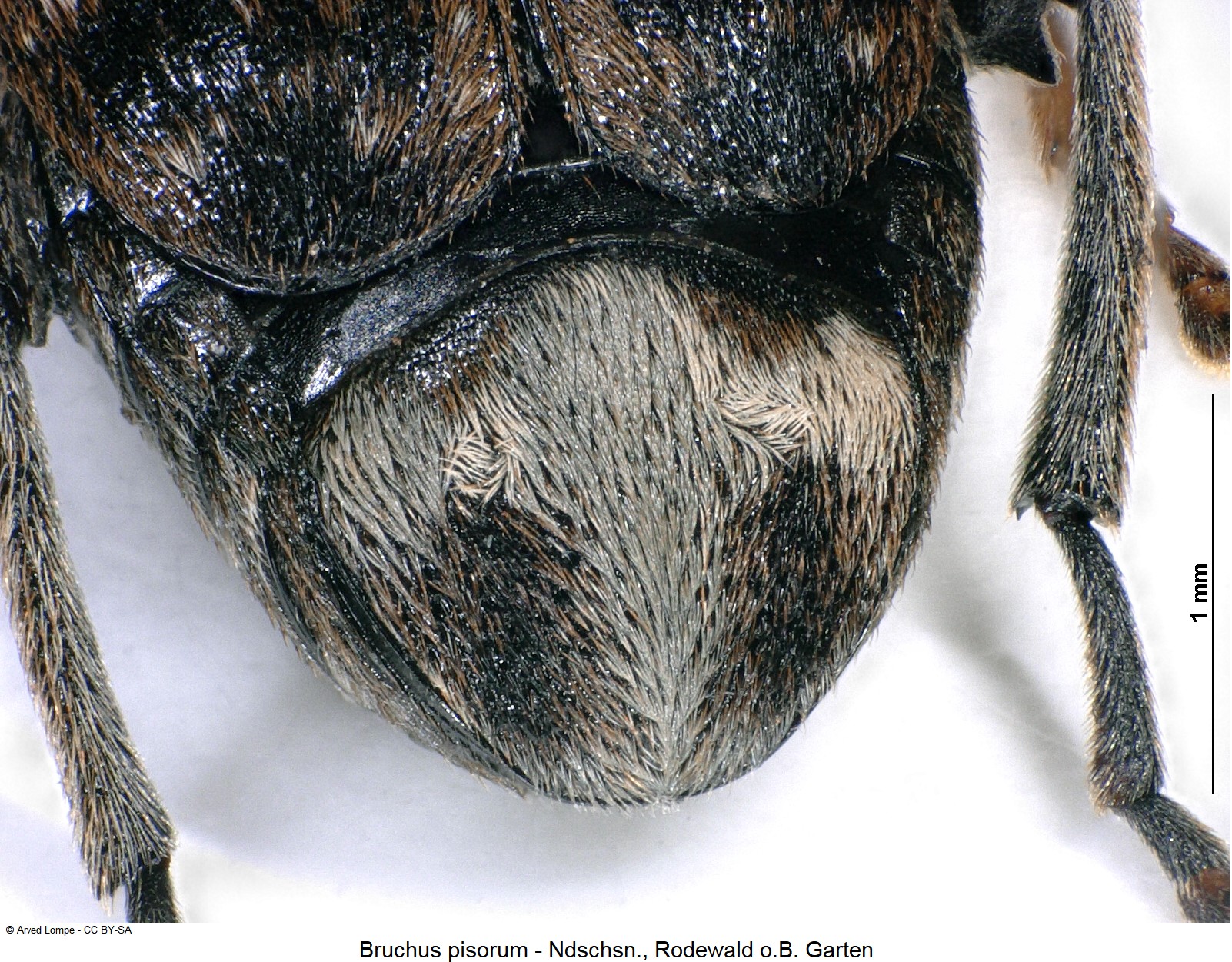 bruchus_pisorum_ck34108920_pyg.jpg