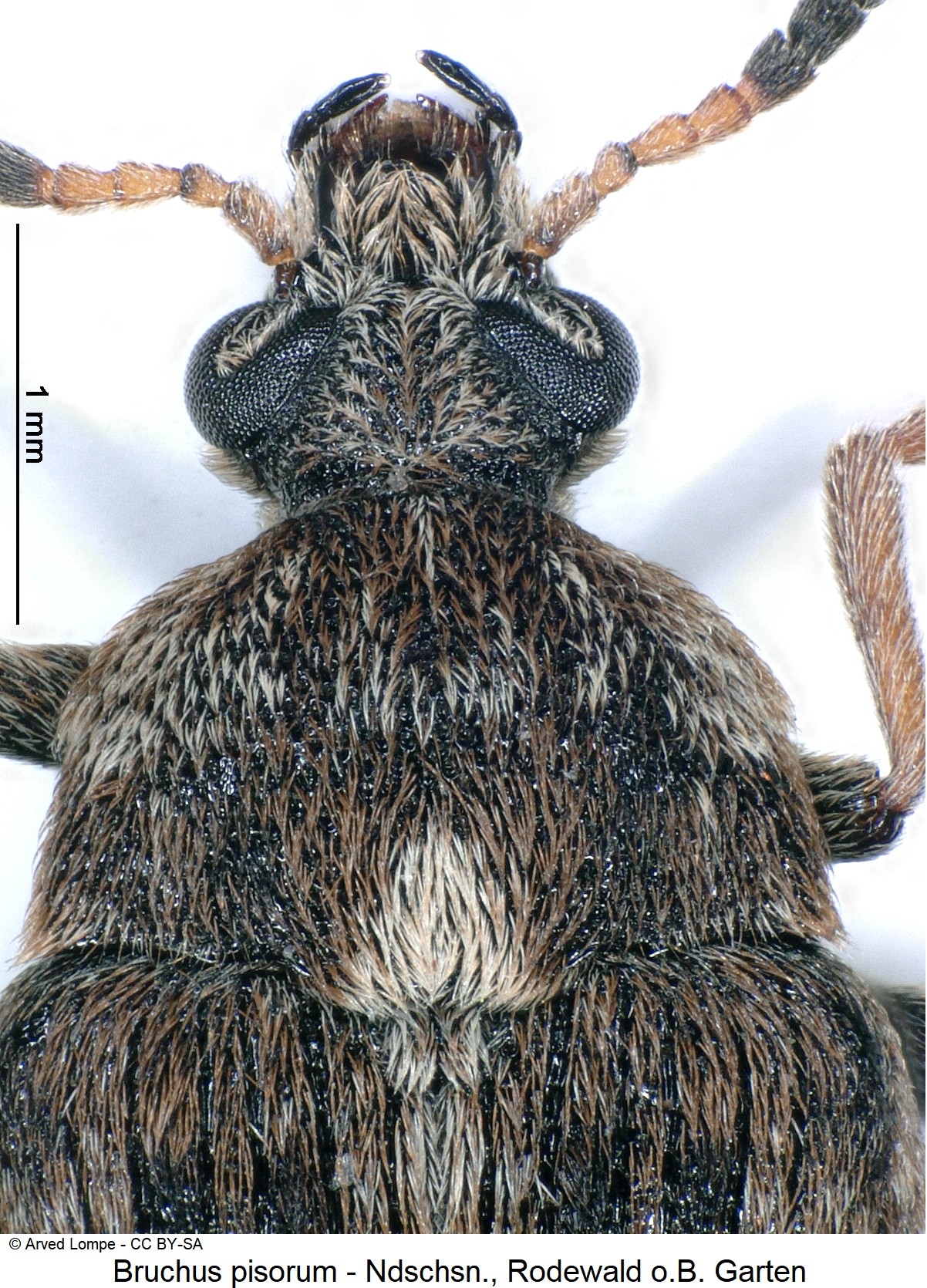 bruchus_pisorum_ck34108920_vk.jpg