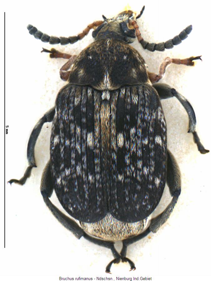bruchus_rufimanus_hab.jpg