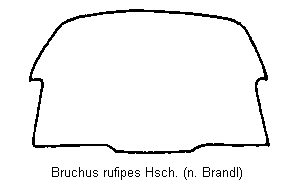 bruchus_rufipes_hsch.gif
