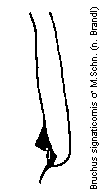 bruchus_signaticornis_mschn.gif