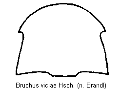 bruchus_viciae_hsch.gif