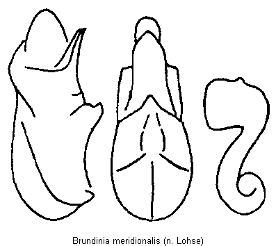 brundinia_meridionalis.gif