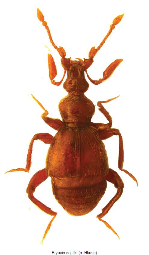 bryaxis_cepliki_hab.jpg