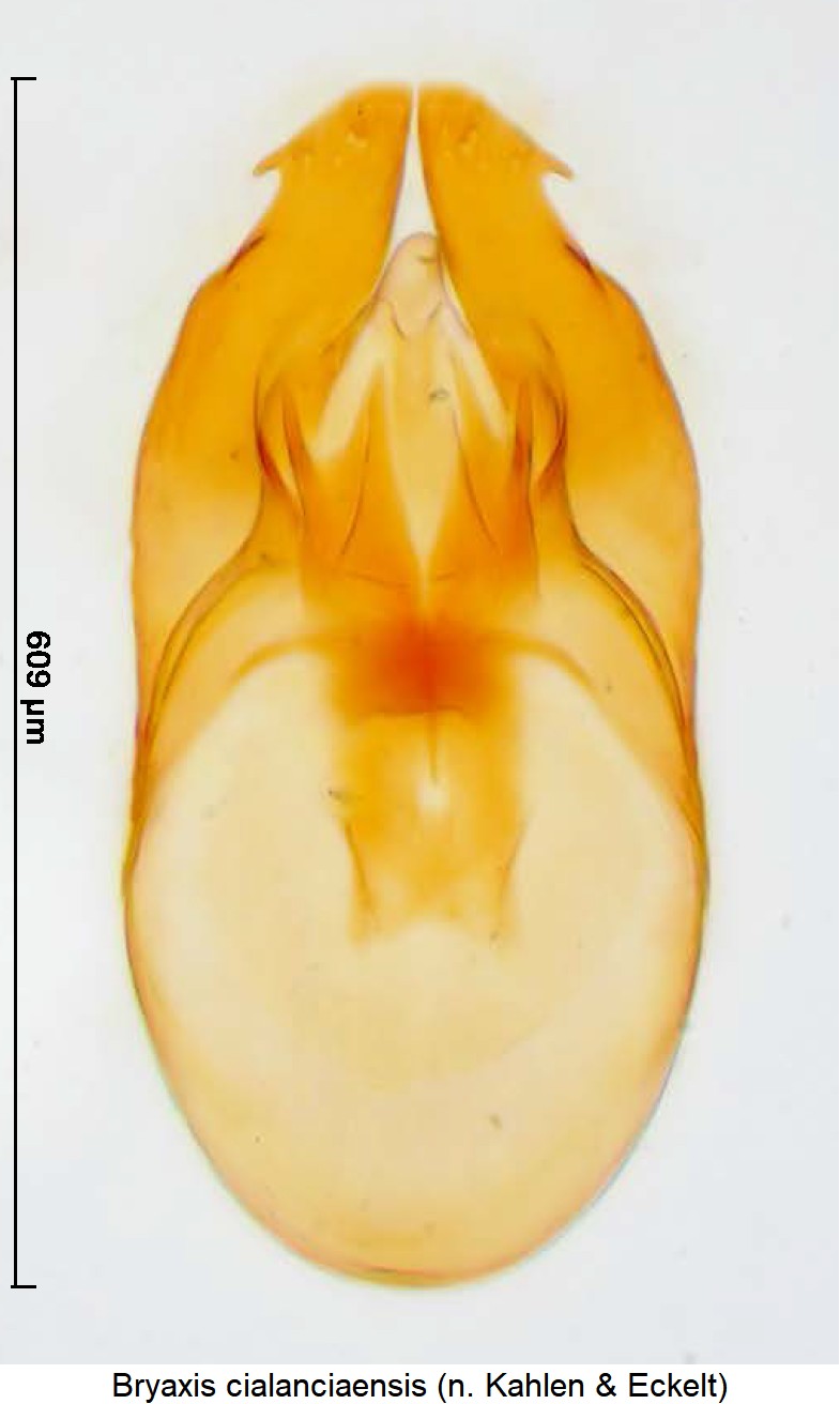 bryaxis_cialanciaensis.jpg