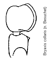 bryaxis_collaris_f.gif