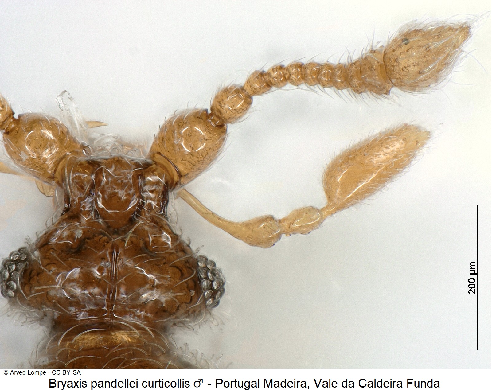 bryaxis_curticollis_m_ck37153121_k.jpg