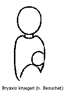 bryaxis_kruegeri_f.gif