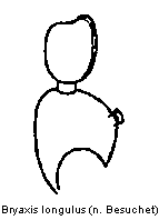 bryaxis_longulus_f.gif