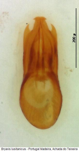 bryaxis_lusitanicus.jpg