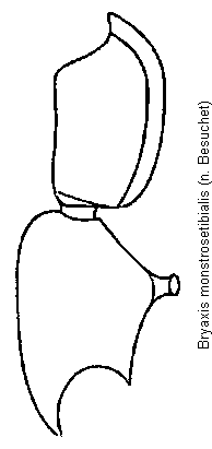 bryaxis_monstrosetibialis_f.gif