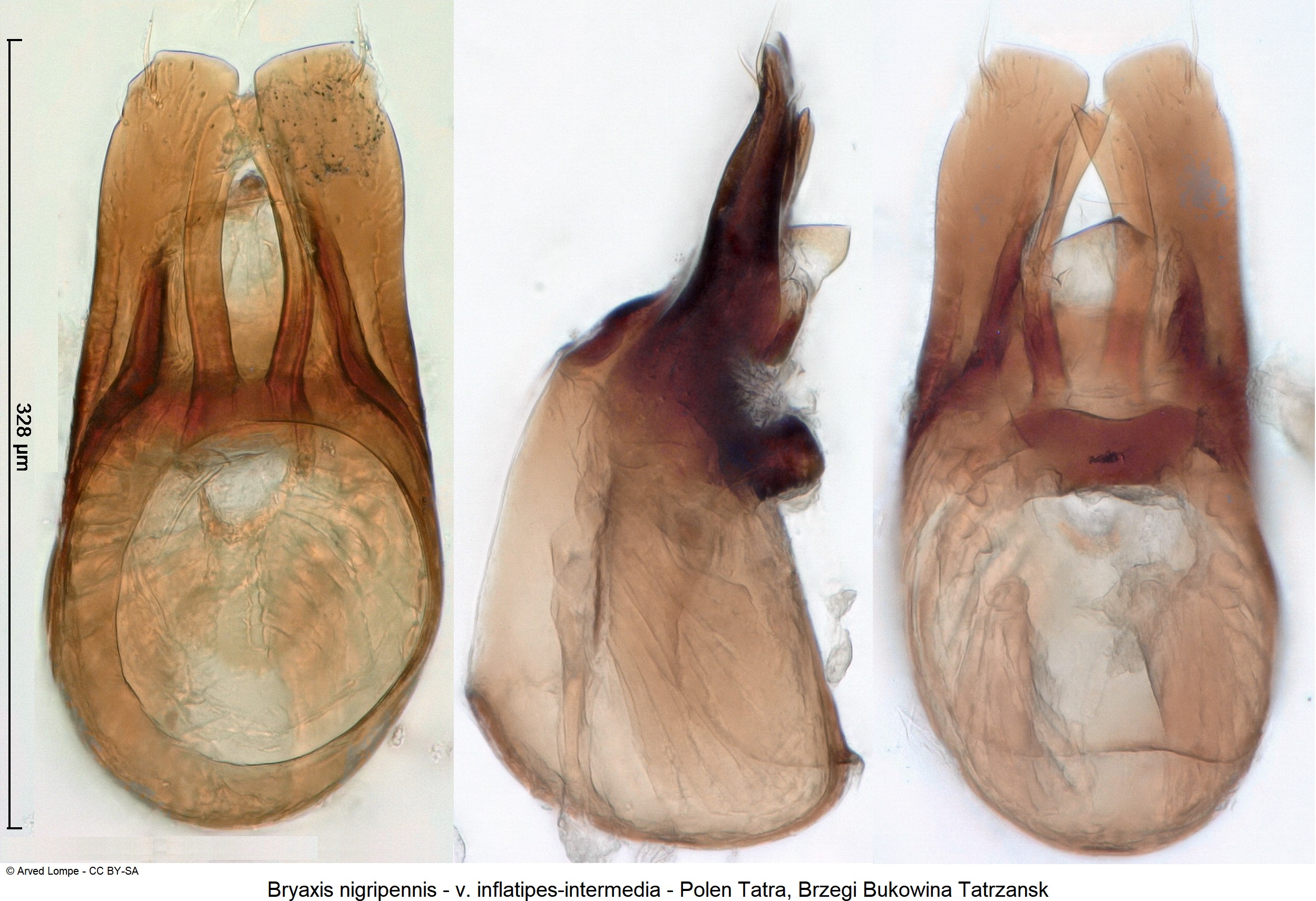 bryaxis_nigripennis_ck34326229.jpg