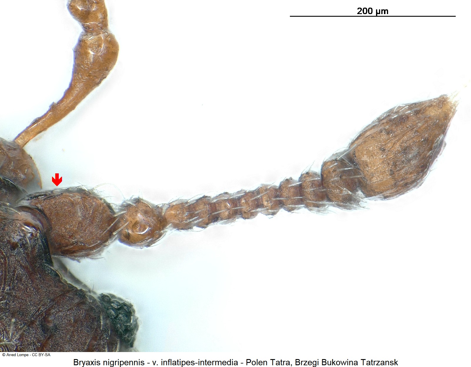 bryaxis_nigripennis_ck34326229_f.jpg