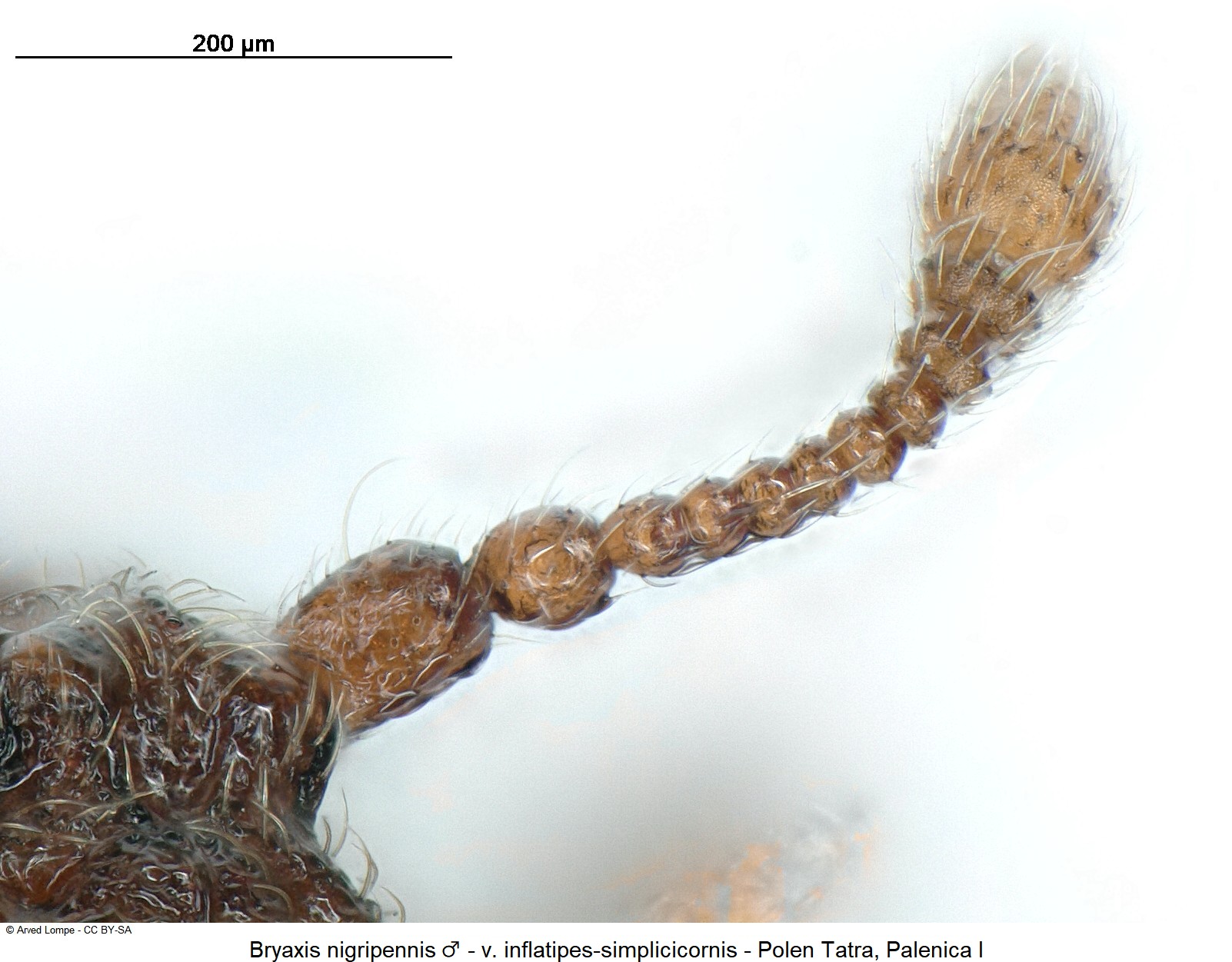 bryaxis_nigripennis_m_ck34336562_f-1.jpg