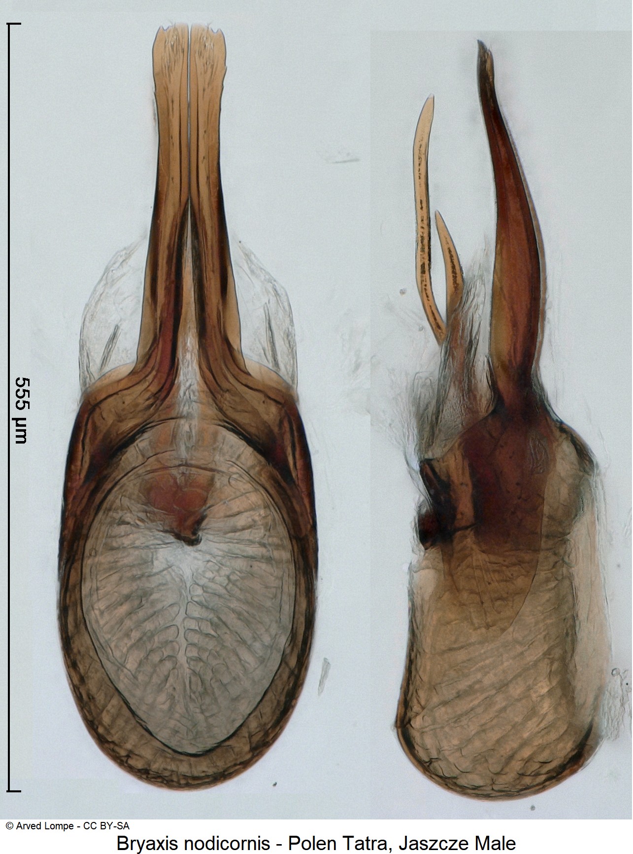 bryaxis_nodicornis_ck34587480.jpg