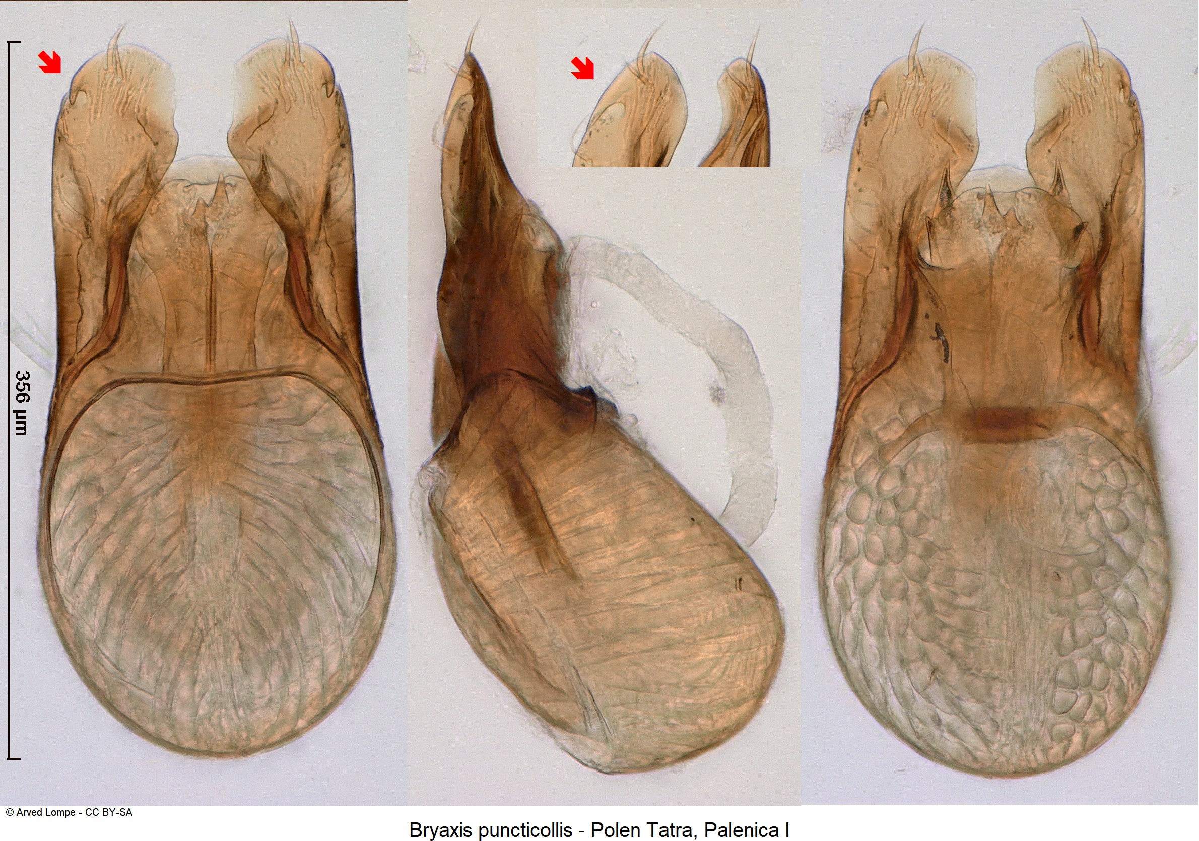 bryaxis_puncticollis_ck34336580.jpg