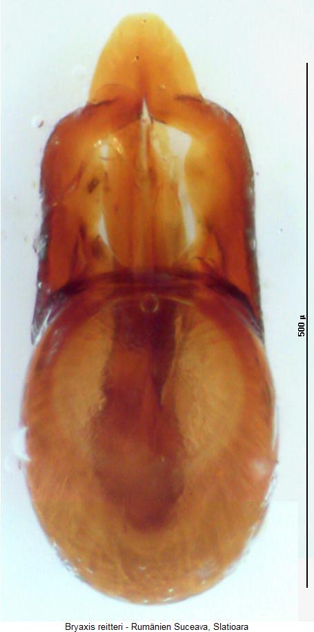 bryaxis_reitteri.jpg