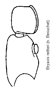 bryaxis_reitteri_f.gif