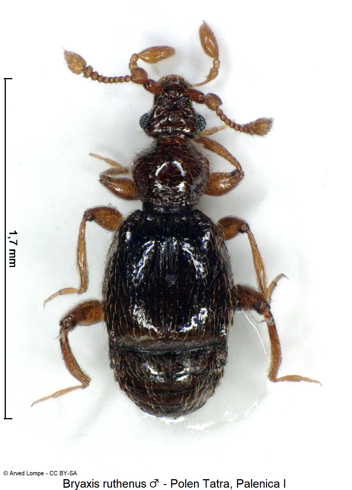 bryaxis_ruthenus_m_ck34336482_hab.jpg