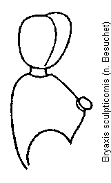 bryaxis_sculpticornis_f.gif