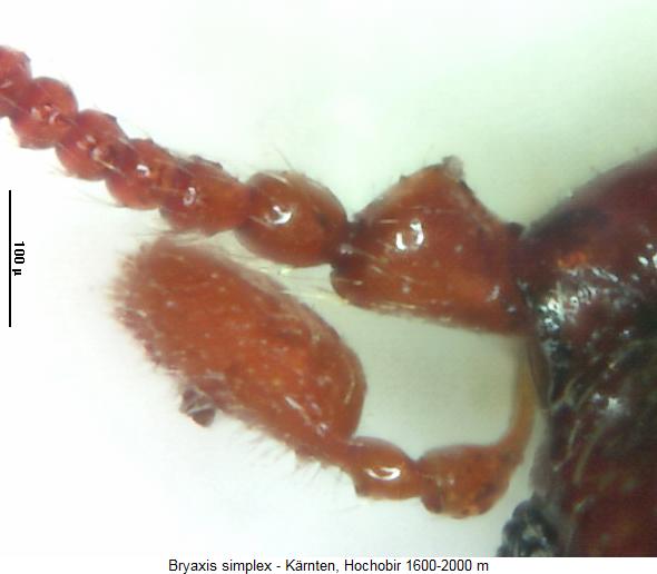 bryaxis_simplex_f.jpg