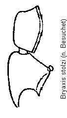 bryaxis_stolzi_f.gif