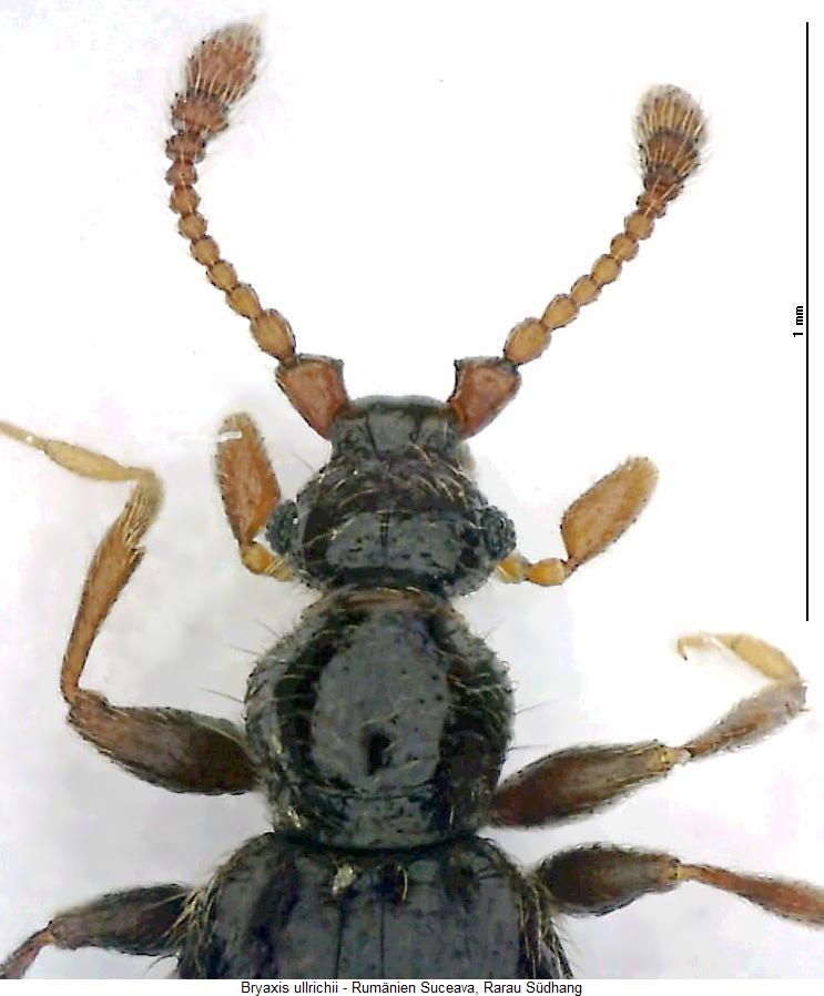 bryaxis_ullrichii_vk.jpg