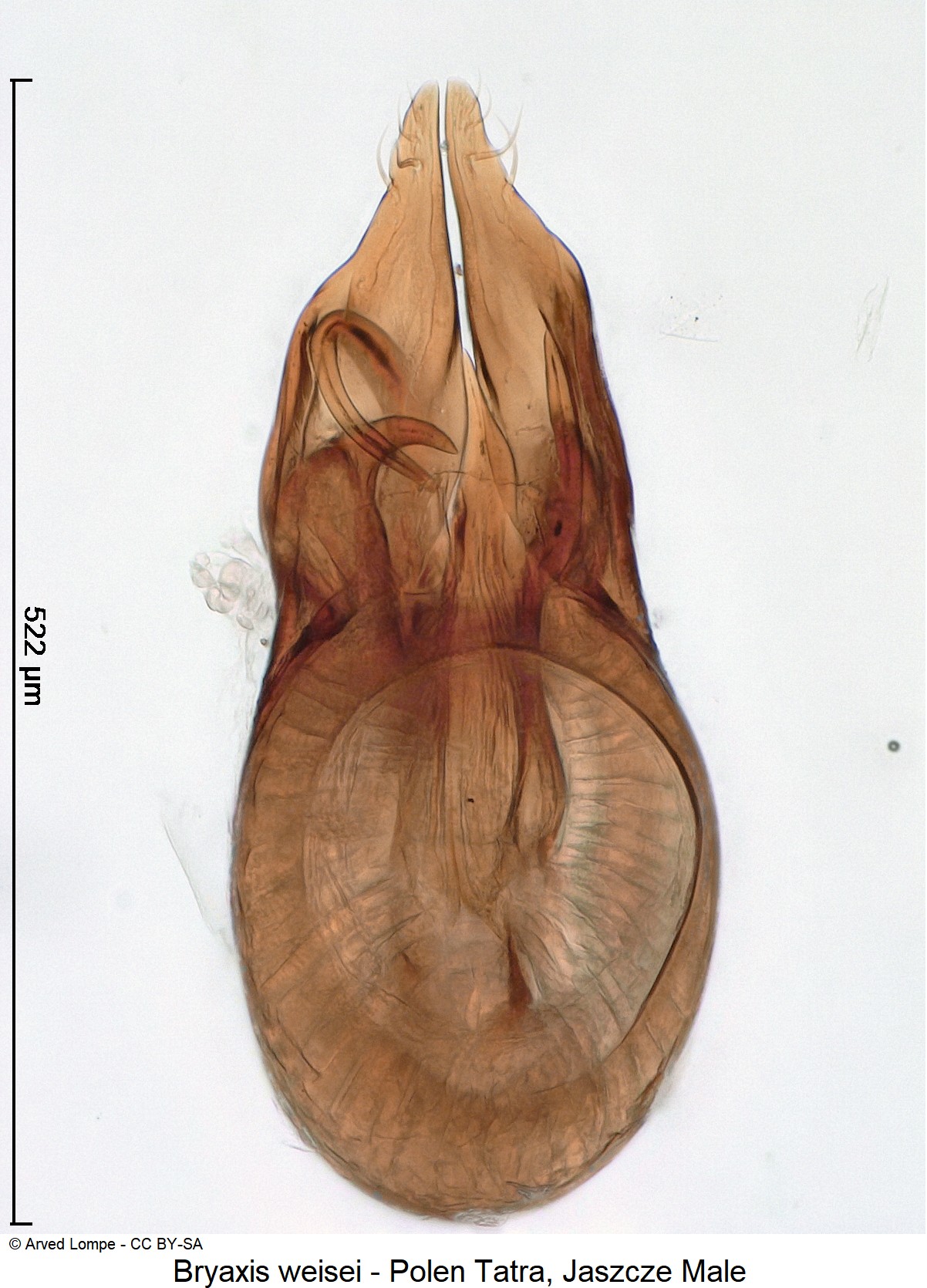 bryaxis_weisei_ck34326253.jpg