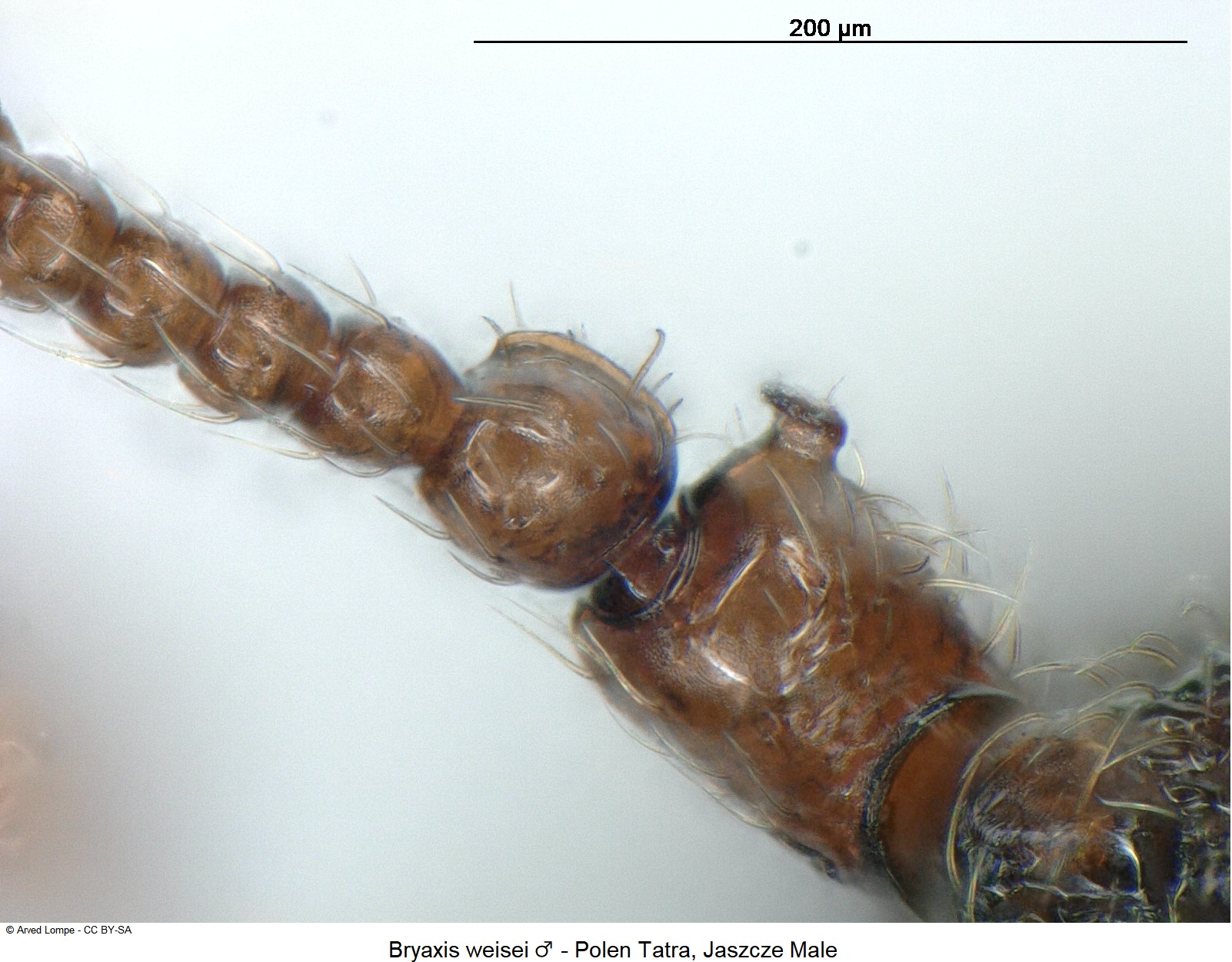 bryaxis_weisei_m_ck34326253_f.jpg