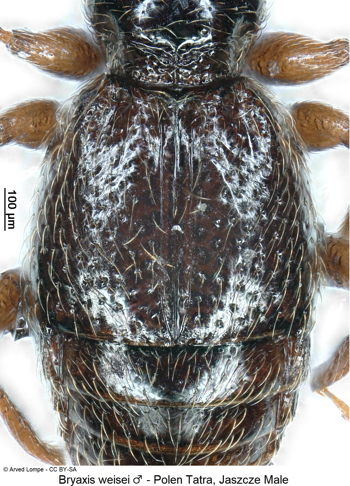bryaxis_weisei_m_ck34326253_fld.jpg