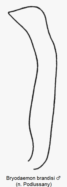bryodaemon_brandisi_m_vschn.gif