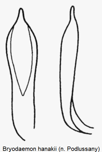 bryodaemon_hanakii-1.gif