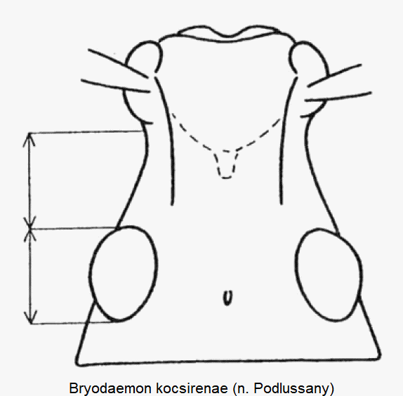bryodaemon_kocsirenae_k.gif