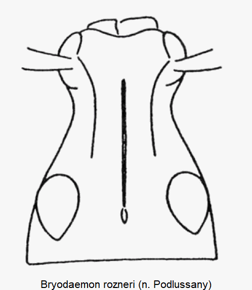 bryodaemon_rozneri_k.gif