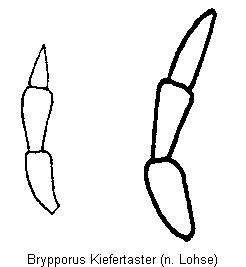 brypporus_kiefertaster.gif