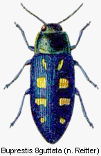 buprestis_8guttata_rtt.gif