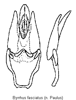 byrrhus_fasciatus.gif