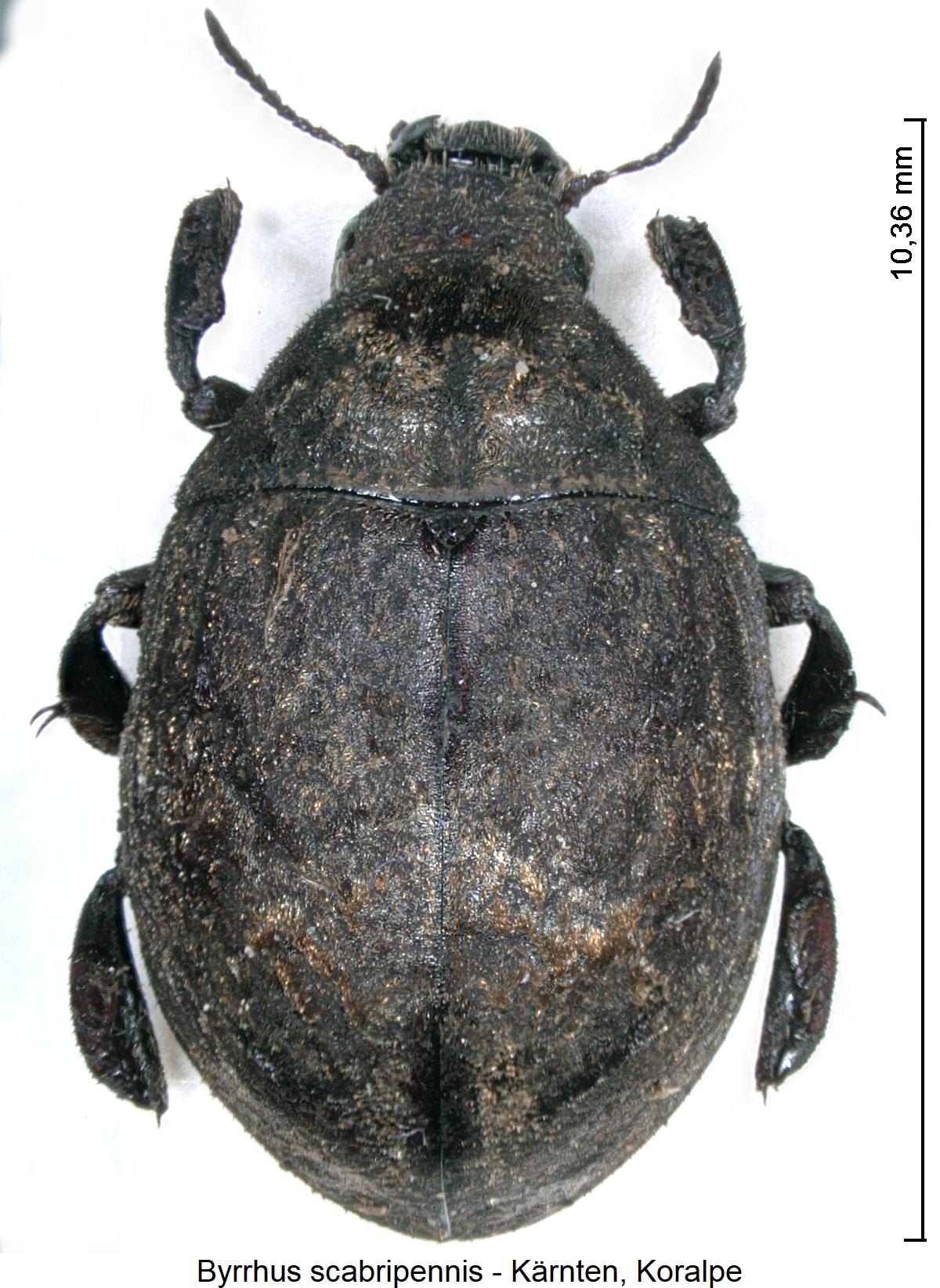 byrrhus_scabripennis_hab.jpg