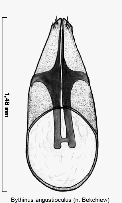 bythinus_angustioculus.jpg