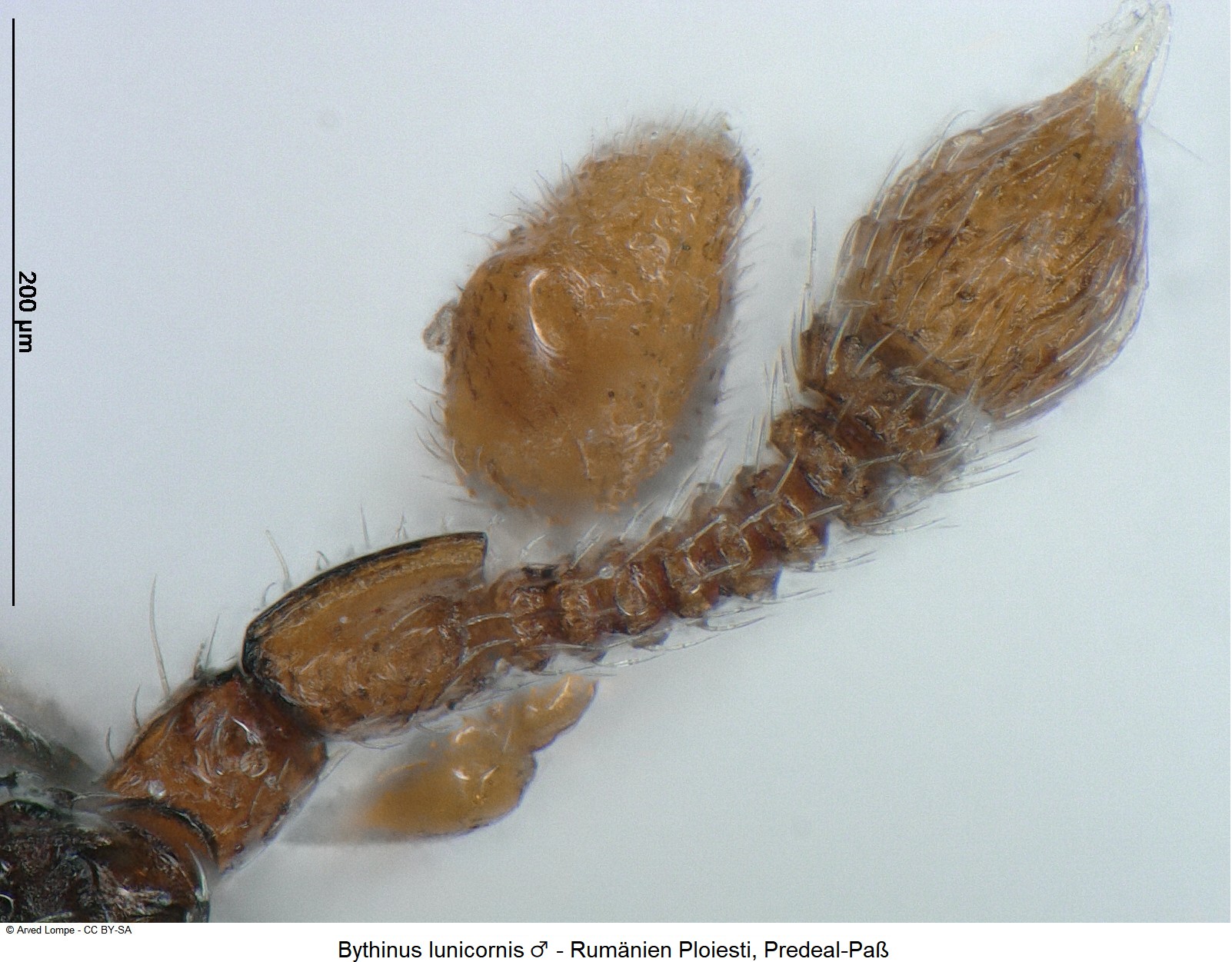 bythinus_lunicornis_m_f.jpg