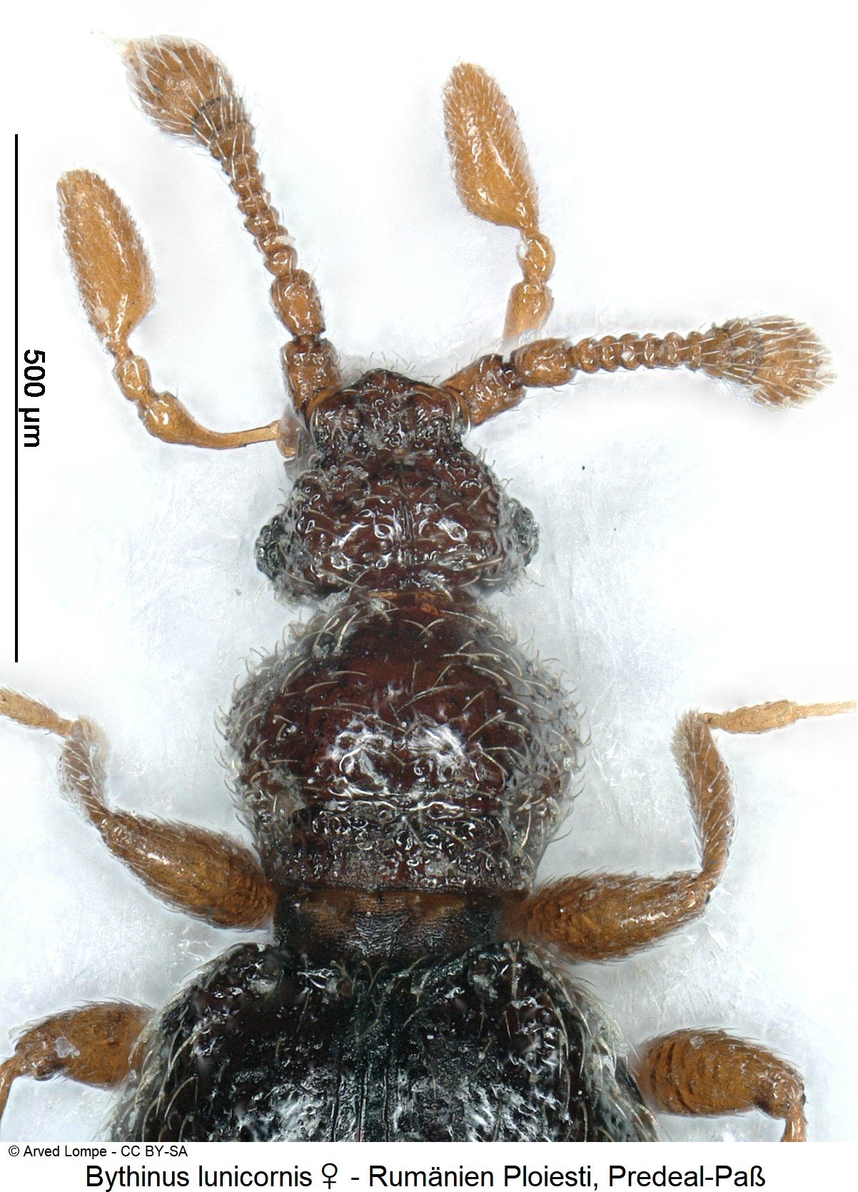 bythinus_lunicornis_w_vk.jpg