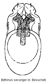 bythinus_securiger.gif