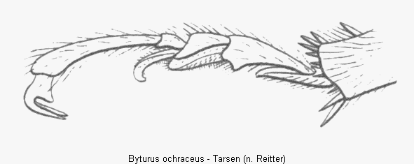byturus_ochraceus_tr.gif