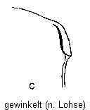 c-gewinkelt.gif
